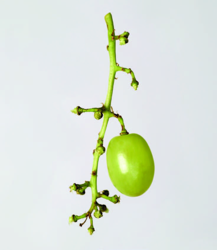 a grape stem with only one green grape left