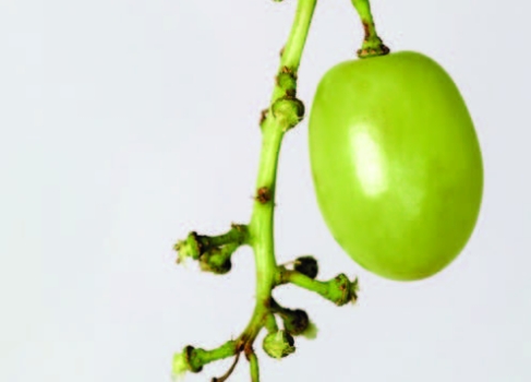A grape stem with only one green grape left.